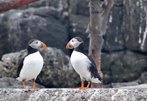 100 Years of Attenborough: UK Locations that Wow