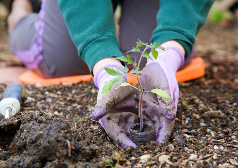 The eco-concious gardeners...