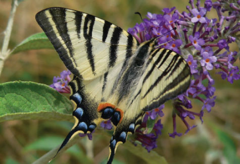 Wildlife in the Dordogne