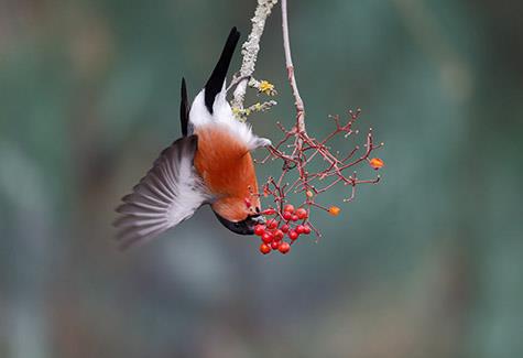 The birds of Barnham Broom